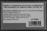 Steccherinum ciliolatum image