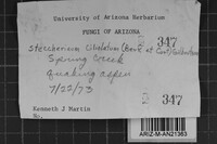 Steccherinum ciliolatum image