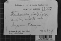 Steccherinum laeticolor image
