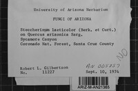 Steccherinum laeticolor image