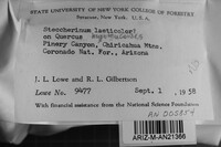 Steccherinum laeticolor image