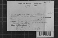 Steccherinum laeticolor image