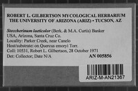 Steccherinum laeticolor image