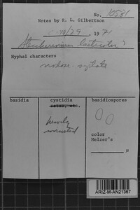 Steccherinum laeticolor image