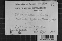 Steccherinum laeticolor image