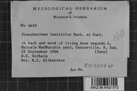 Steccherinum laeticolor image