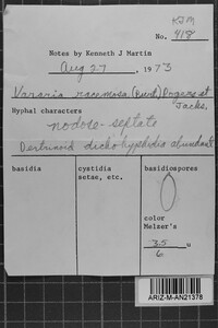 Vararia racemosa image