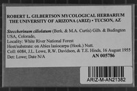 Steccherinum ciliolatum image