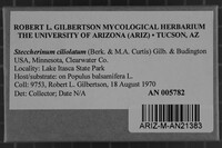 Steccherinum ciliolatum image