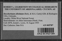 Steccherinum ciliolatum image