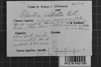 Steccherinum ciliolatum image