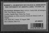 Steccherinum ciliolatum image