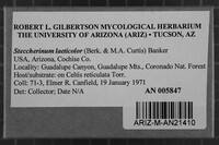 Steccherinum laeticolor image