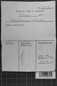 Steccherinum laeticolor image