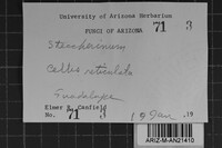 Steccherinum laeticolor image