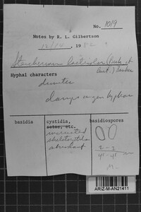 Steccherinum laeticolor image