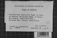 Steccherinum laeticolor image