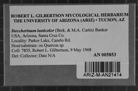 Steccherinum laeticolor image
