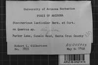 Steccherinum laeticolor image