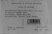 Steccherinum laeticolor image