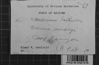 Steccherinum laeticolor image