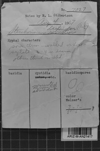 Steccherinum laeticolor image