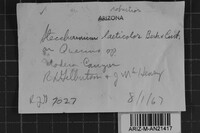 Steccherinum laeticolor image