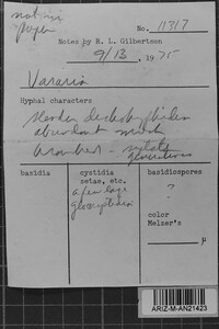 Vararia fibra image