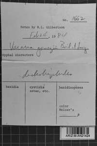 Vararia gomezii image