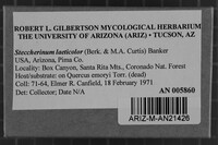 Steccherinum laeticolor image