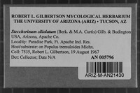 Steccherinum ciliolatum image