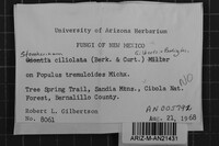 Steccherinum ciliolatum image