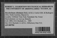 Steccherinum ciliolatum image