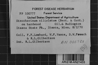 Steccherinum ciliolatum image