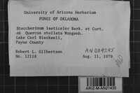 Steccherinum laeticolor image