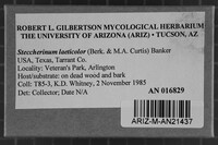 Steccherinum laeticolor image