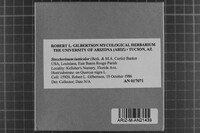 Steccherinum laeticolor image