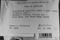Steccherinum laeticolor image