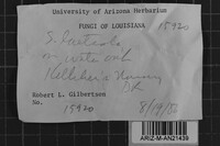 Steccherinum laeticolor image