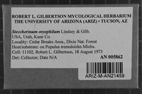 Steccherinum oreophilum image