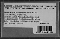 Steccherinum oreophilum image