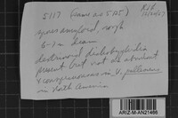 Dichostereum rhodosporum image