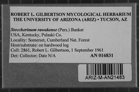 Steccherinum rawakense image