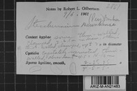 Steccherinum rawakense image