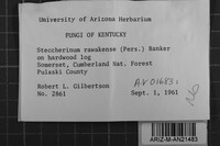 Steccherinum rawakense image