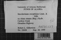 Steccherinum oreophilum image