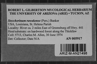 Steccherinum rawakense image