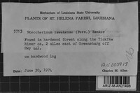 Steccherinum rawakense image