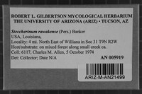 Steccherinum rawakense image