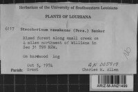 Steccherinum rawakense image